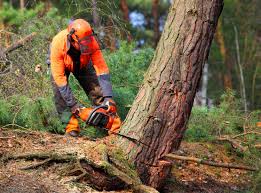 Best Tree Cabling and Bracing  in Pleasant View, UT