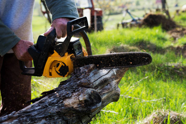 Best Emergency Tree Removal  in Pleasant View, UT